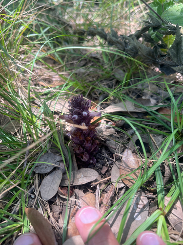 Aphyllon cooperi palmeri