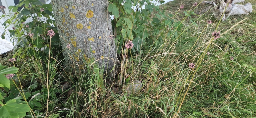 Allium scorodoprasum; photograph (c) Jens-Christian Svenning, some rights reserved (CC BY)