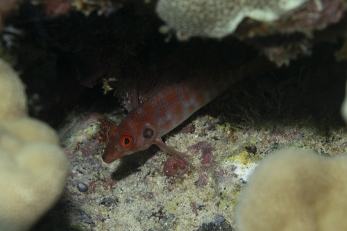 Amblycirrhitus bimacula observed 2026-07-13