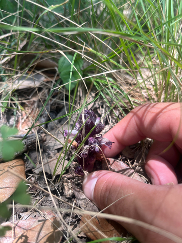 Aphyllon cooperi palmeri