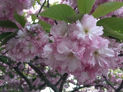 Prunus