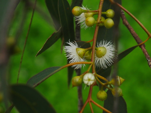 Yellow gum