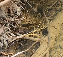 Anaxyrus americanus