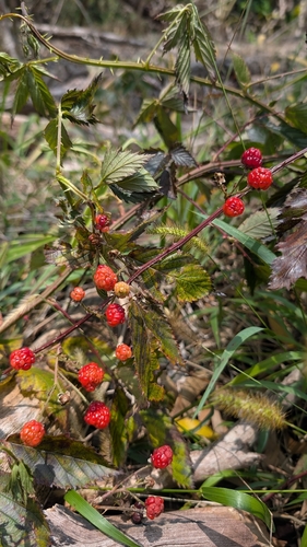 Rubus argutus observed 2026-07-15