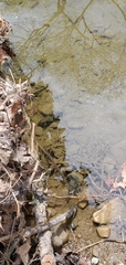 Anaxyrus americanus