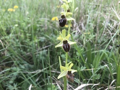 Ophrys sphegodes sphegodes