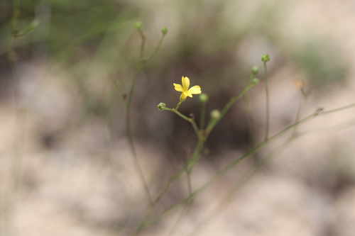 Rock Flax