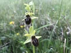 Ophrys sphegodes sphegodes