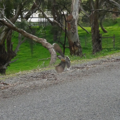 Red Wattlebird