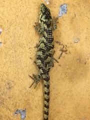Abronia taeniata