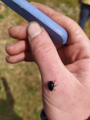 Chrysolina haemoptera