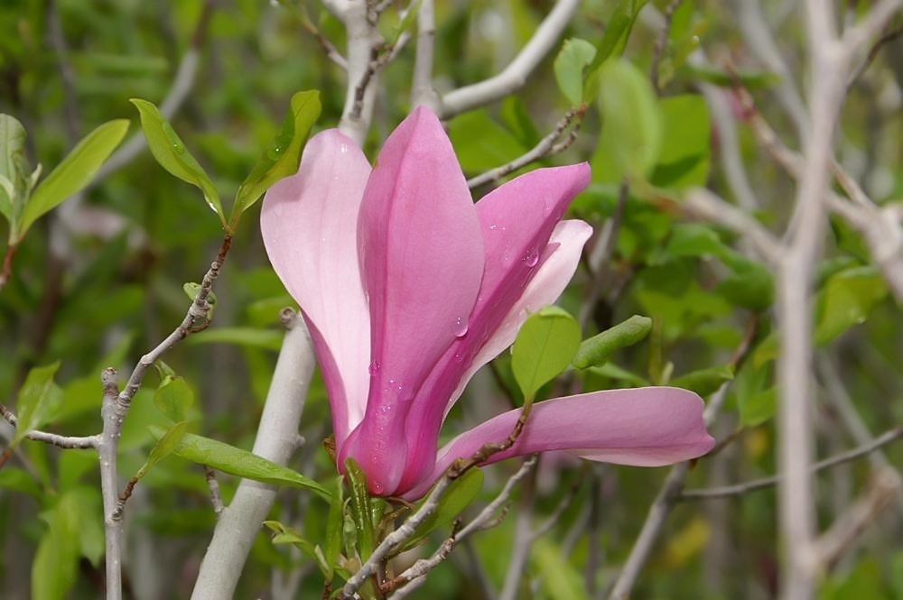 Lily Magnolia (Magnolia liliiflora) · iNaturalist