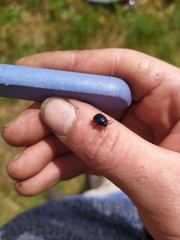 Chrysolina haemoptera