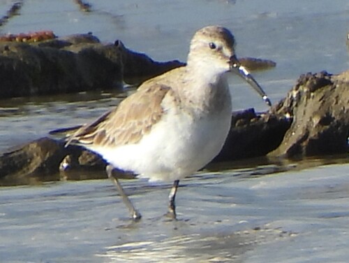iNaturalist image