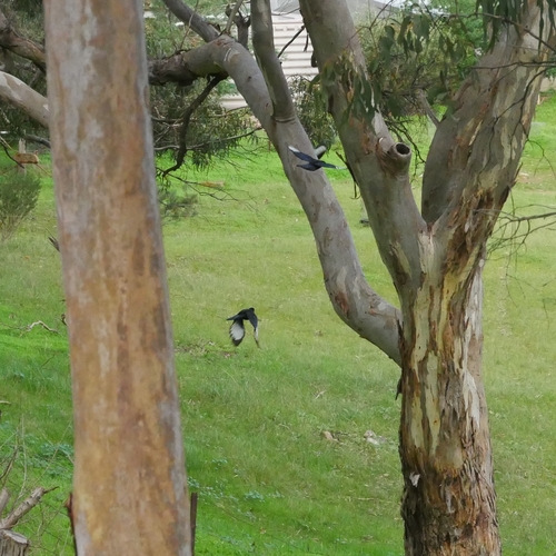 White-winged Chough