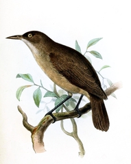 Dusky White-Eye photo 2