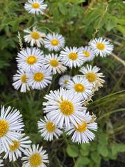 Erigeron glabellus
