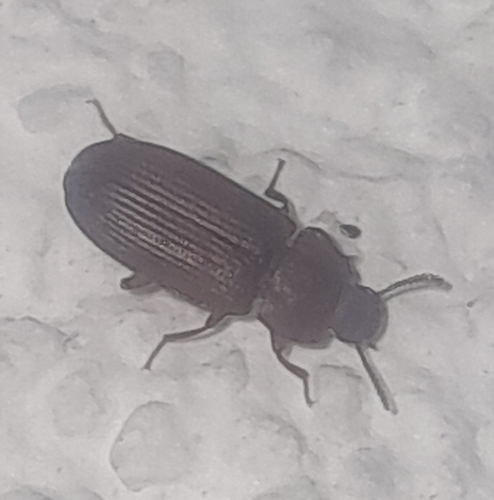 Larger Black Flour Beetle