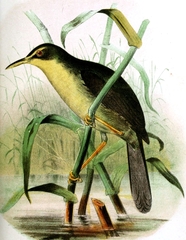 Palau Bush Warbler photo 3
