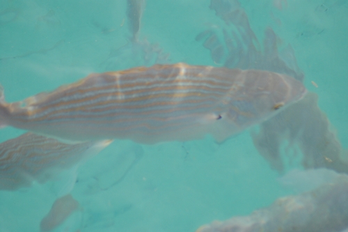 Salema Porgy, España, photo 10 of 10