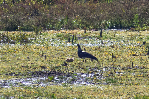 Horned Screamer