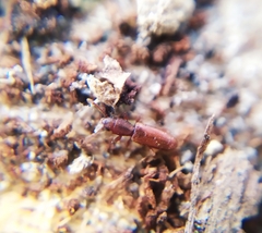 Silvanus unidentatus