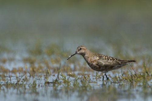 iNaturalist image