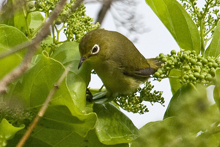 Caroline Islands White-eye illustration