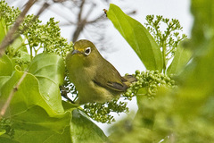 Citrine White-Eye photo 2