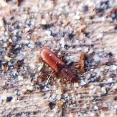 Silvanus unidentatus