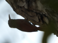 Xiphorhynchus flavigaster