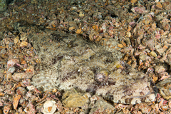 Papilloculiceps longiceps