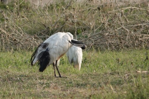 iNaturalist image