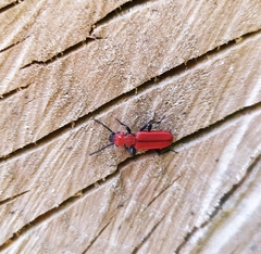 Cucujus cinnaberinus