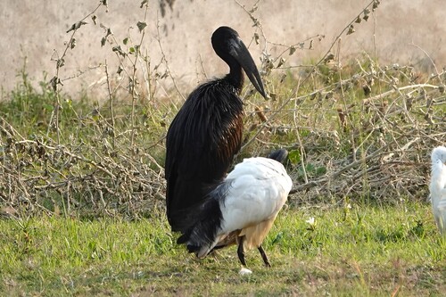 iNaturalist: (c) Andrea Angiari, some rights reserved (CC BY-NC), uploaded by Andrea Angiari iNaturalist image