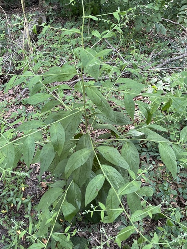 virginia stickseed