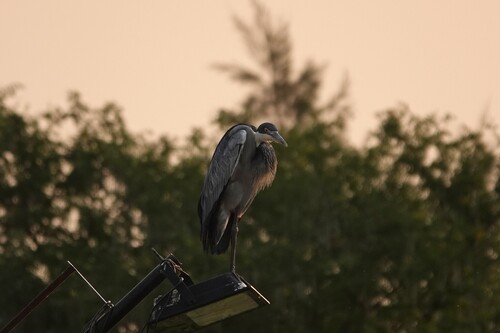 iNaturalist image