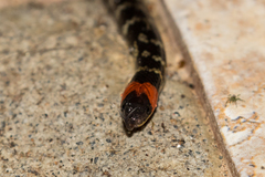 Atractus clarki