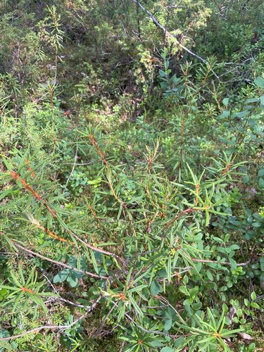 marsh Labrador tea