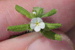 Lithospermum matamorense