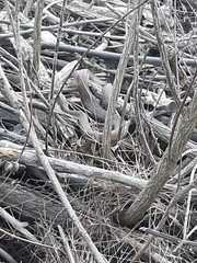 Nerodia sipedon sipedon