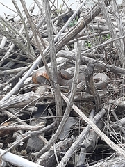 Nerodia sipedon sipedon