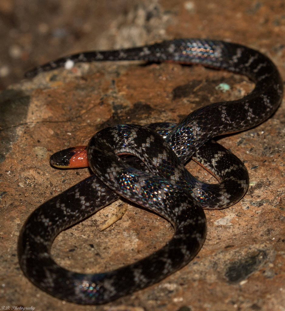 Clark's Ground Snake