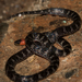 Clark's Ground Snake - Photo (c) Blair Dudeck, some rights reserved (CC BY), uploaded by Blair Dudeck