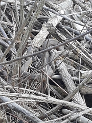 Nerodia sipedon sipedon