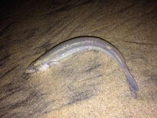 California Grunion