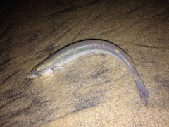 California Grunion photo 2