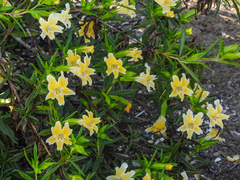 Diplacus grandiflorus