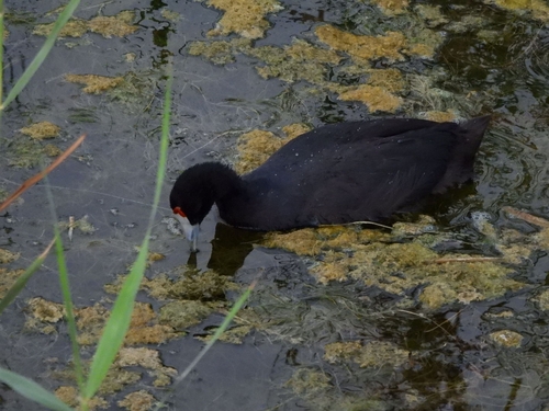 iNaturalist image