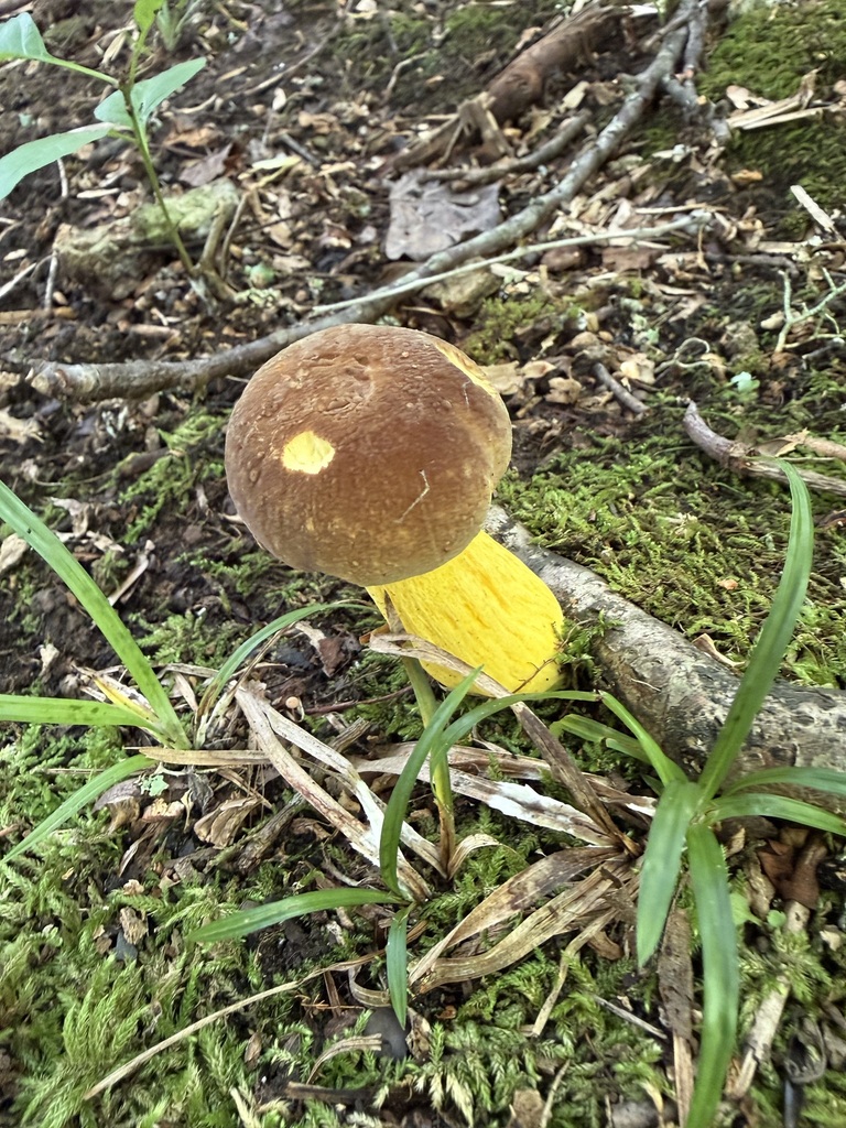 butter-foot bolete · July 2026 · photo: Photo: (c) ladyjanaye, some rights reserved (CC BY) · iNaturalist